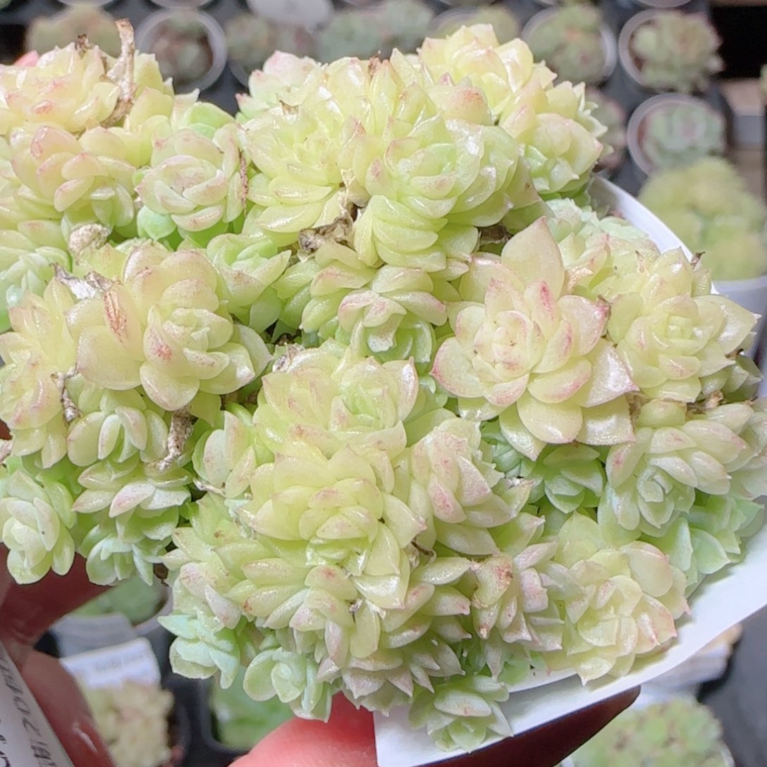 花语逸镜1028-503散