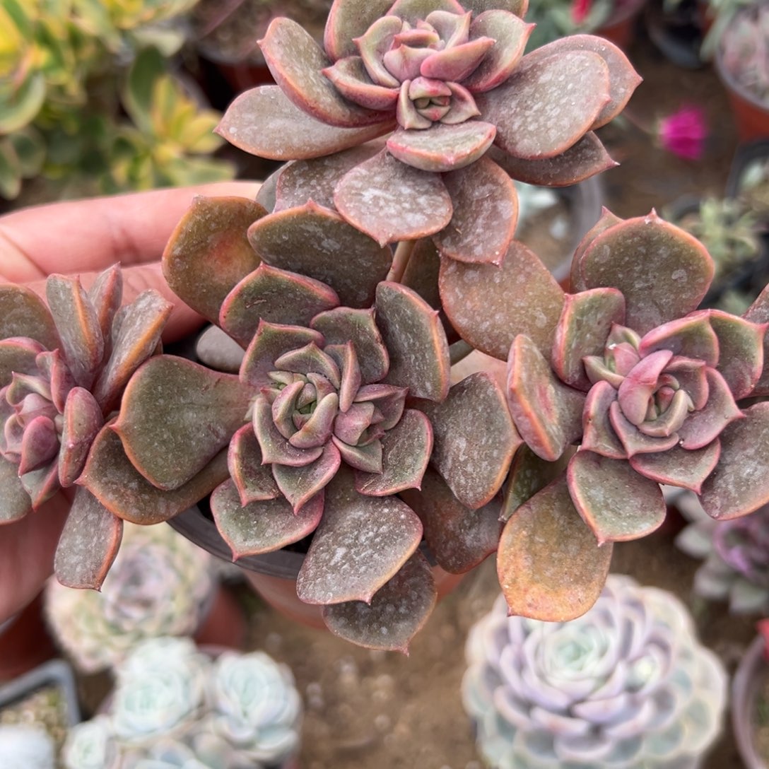 多肉植物多肉植物