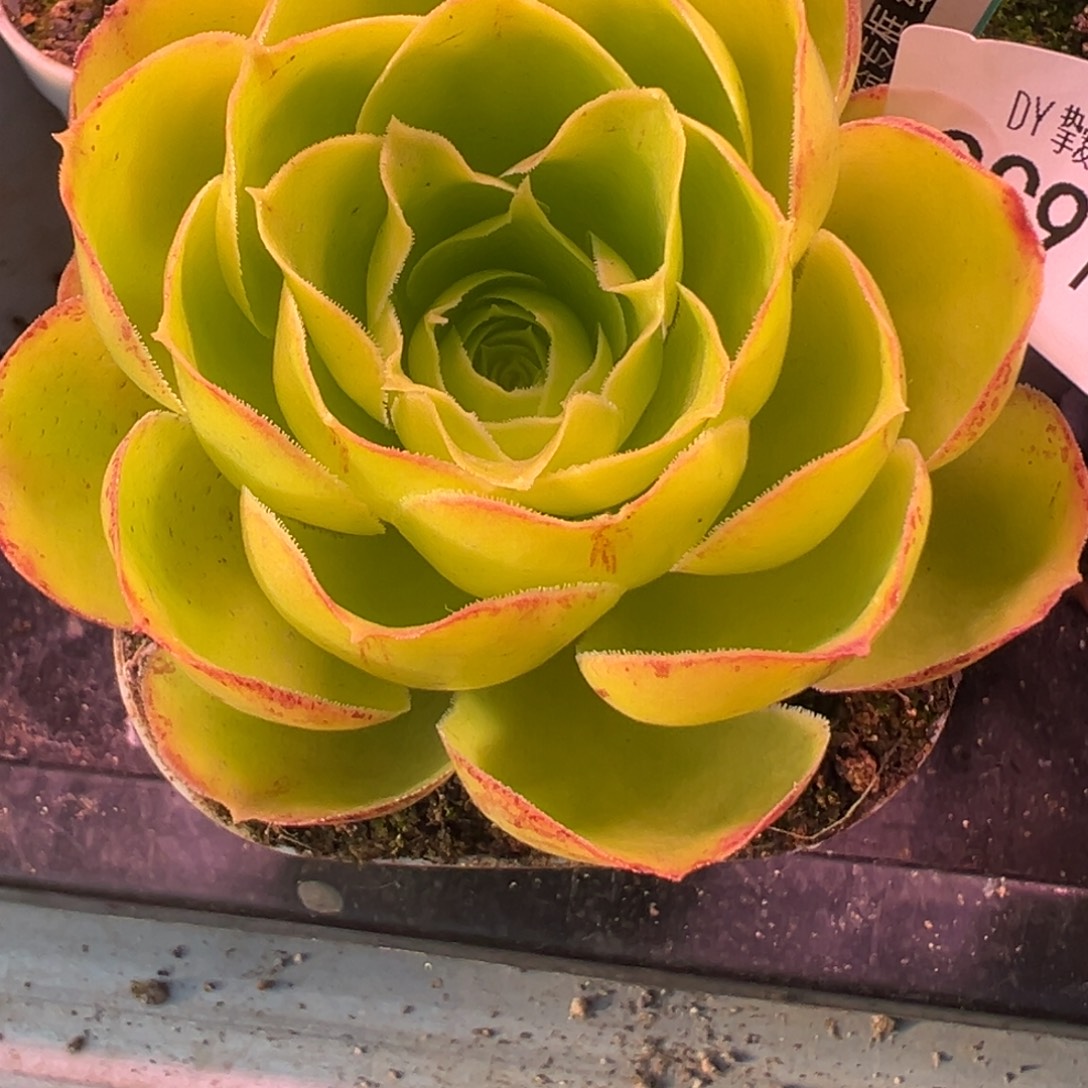 阴***️陈陈917东方雨霖和916打包