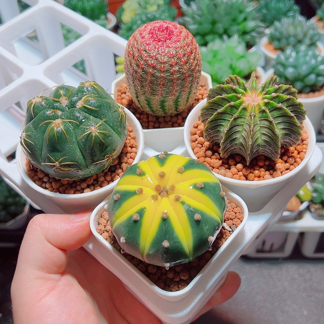 星兜锦红太阳肋骨海王