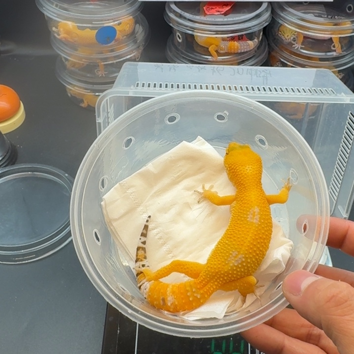 豹纹守宫阳光妹妹