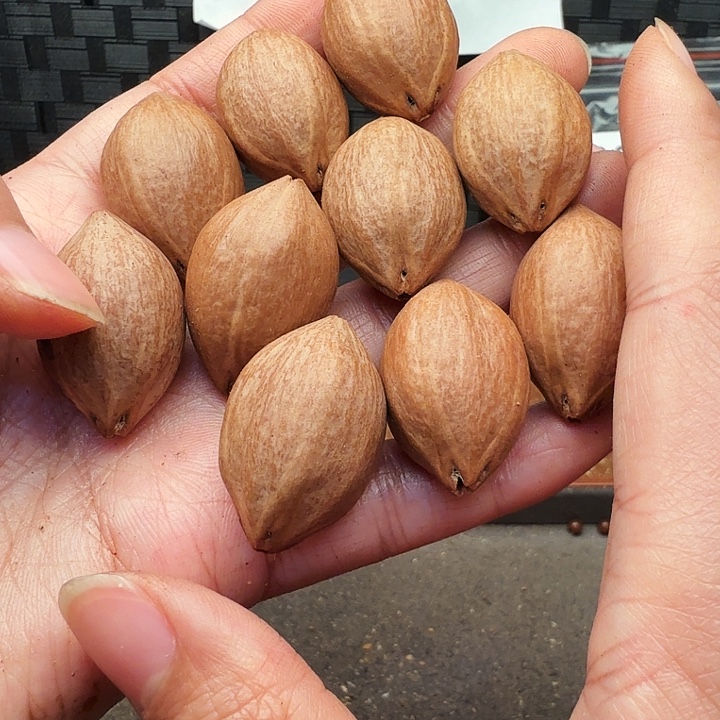 手串/手链橄榄核橄榄