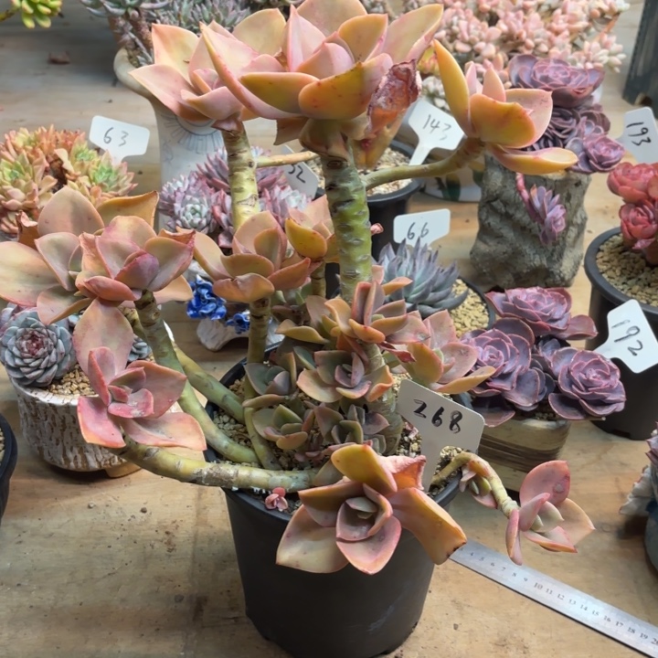 多肉植物，赫式268号