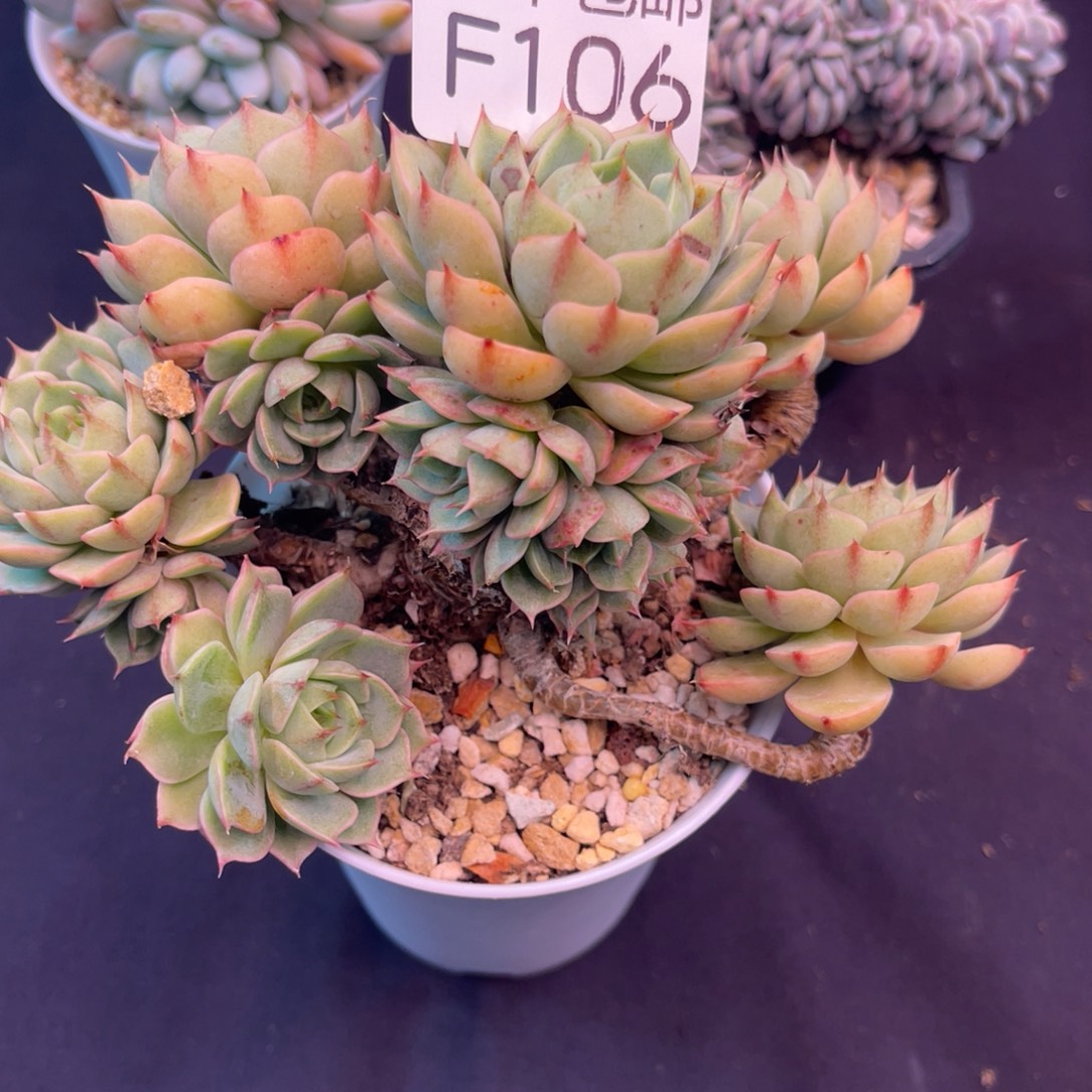 哈哈哈哈哈哈哈哈106