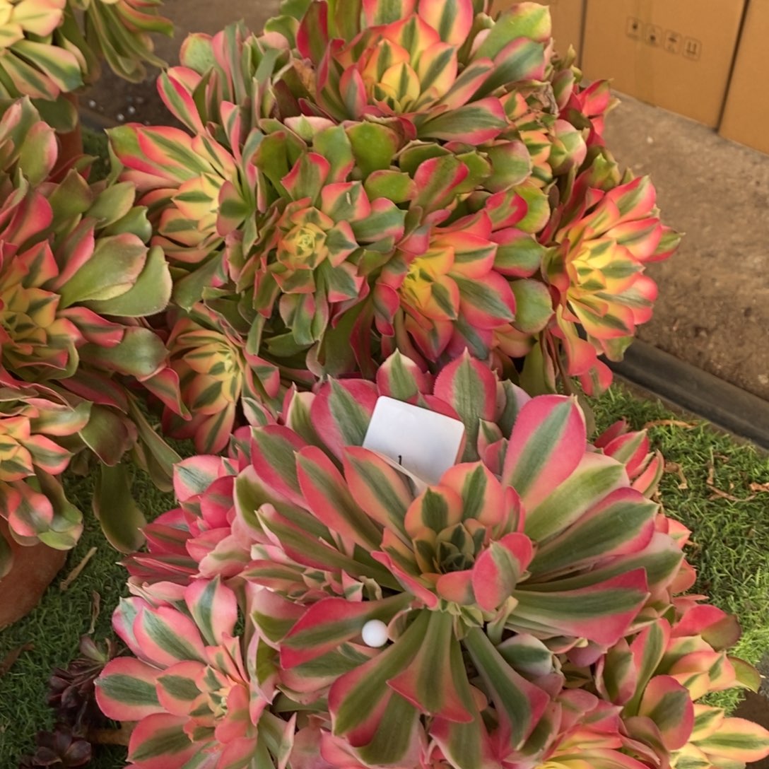 4号香妃➕粉女巫多肉1颗