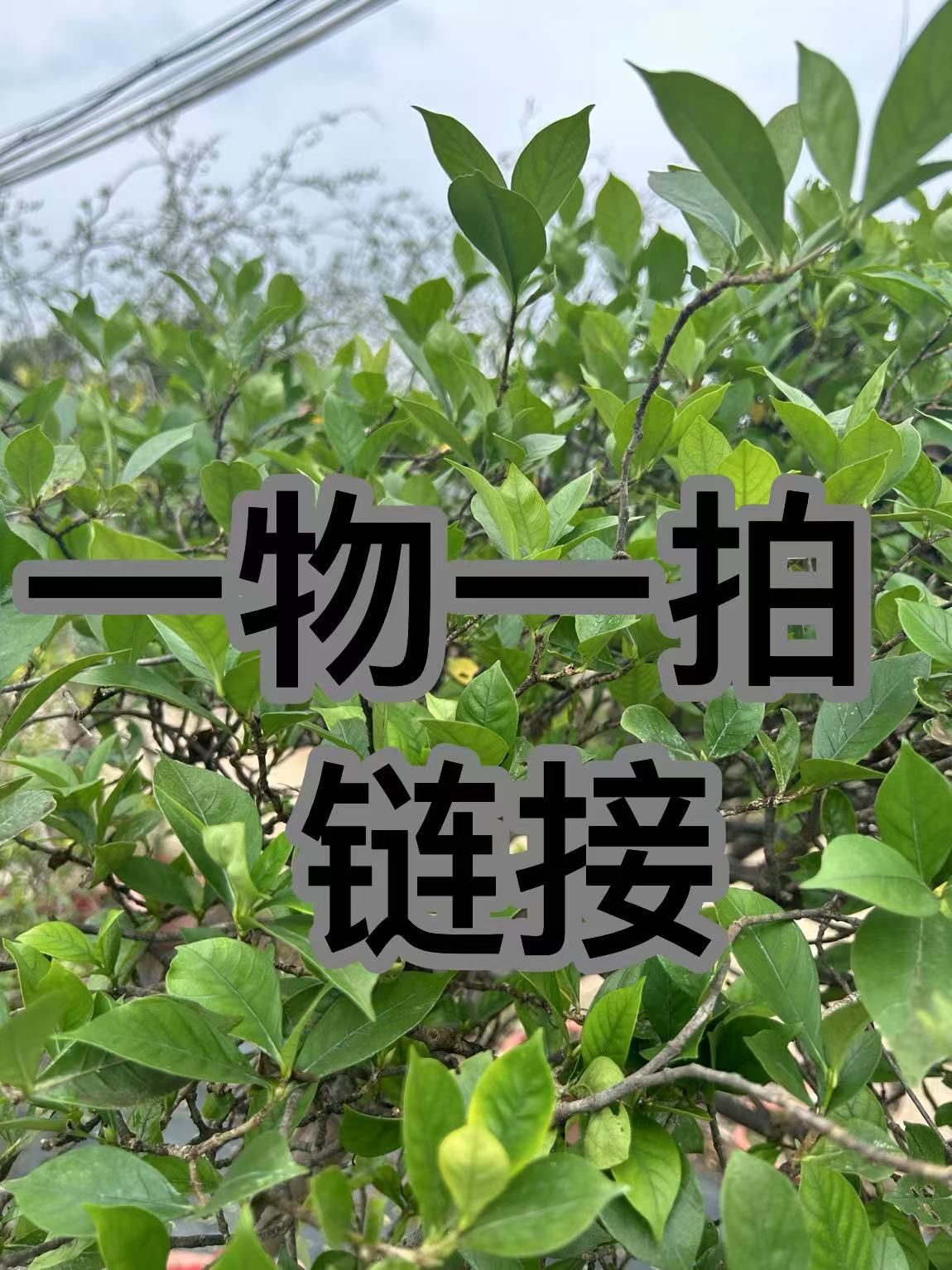 海岛春花栀子花一物一拍专用链接
