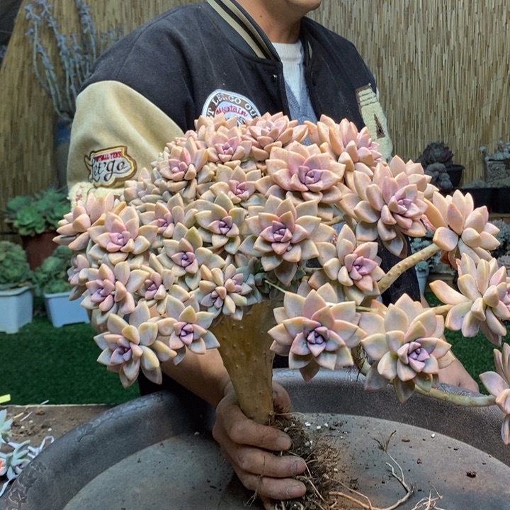 勇***！375 号淡雪多肉植物