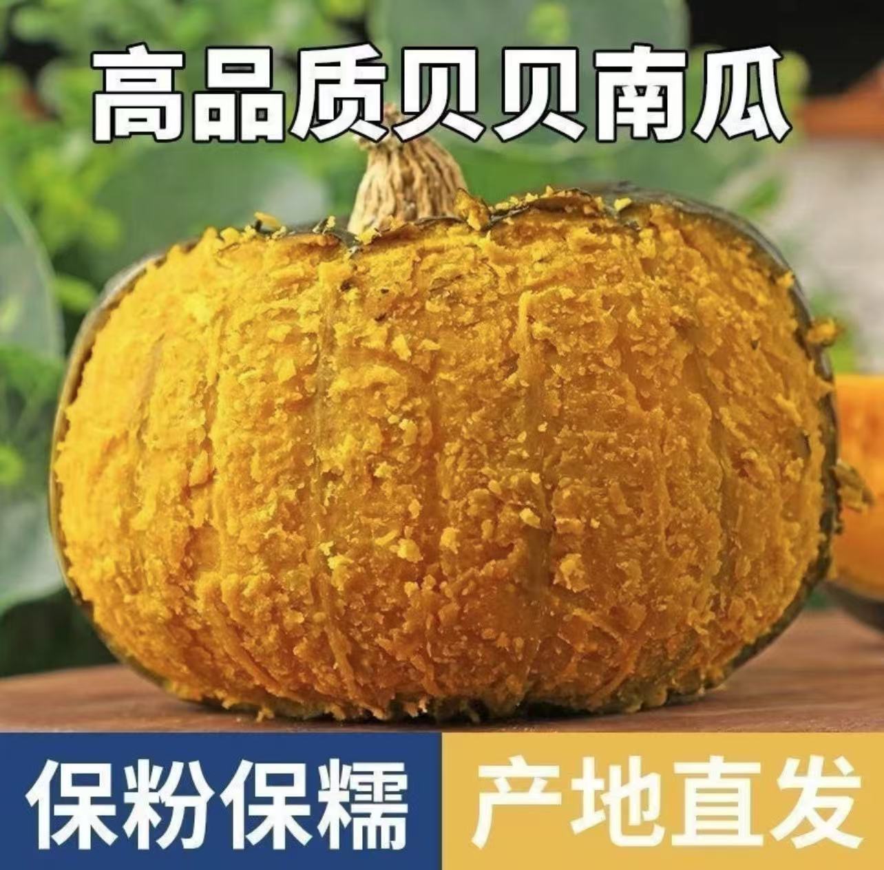 正品真贝贝南瓜爆款小南瓜宝宝辅食板栗味甜糯迷你老南瓜粉糯香甜