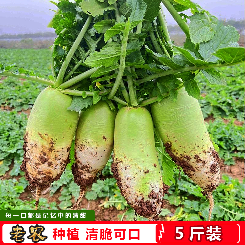 河南农家自种青皮萝卜新鲜采摘清甜微辣可生吃(大小混装）