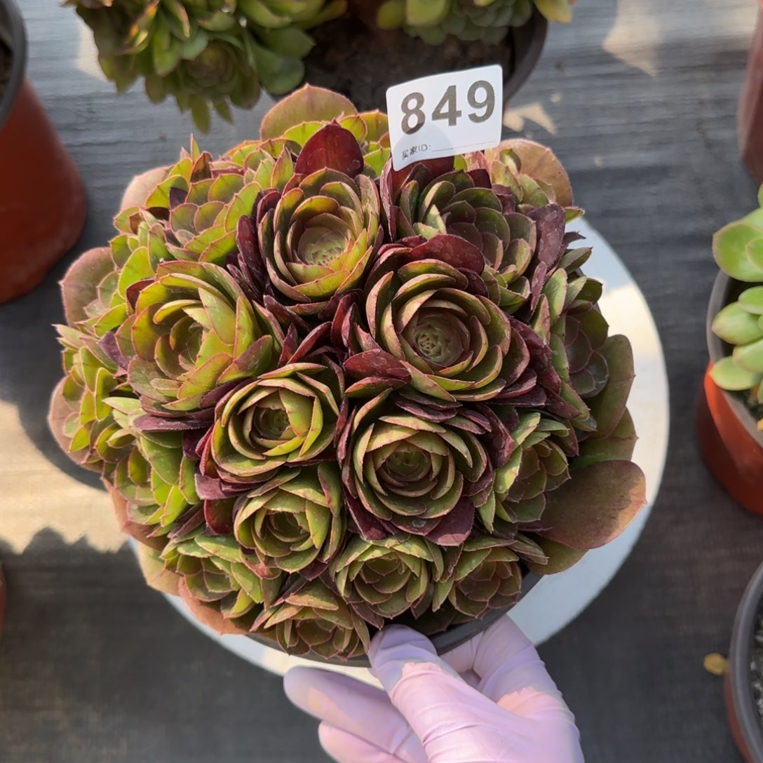 849多肉植物沙拉碗