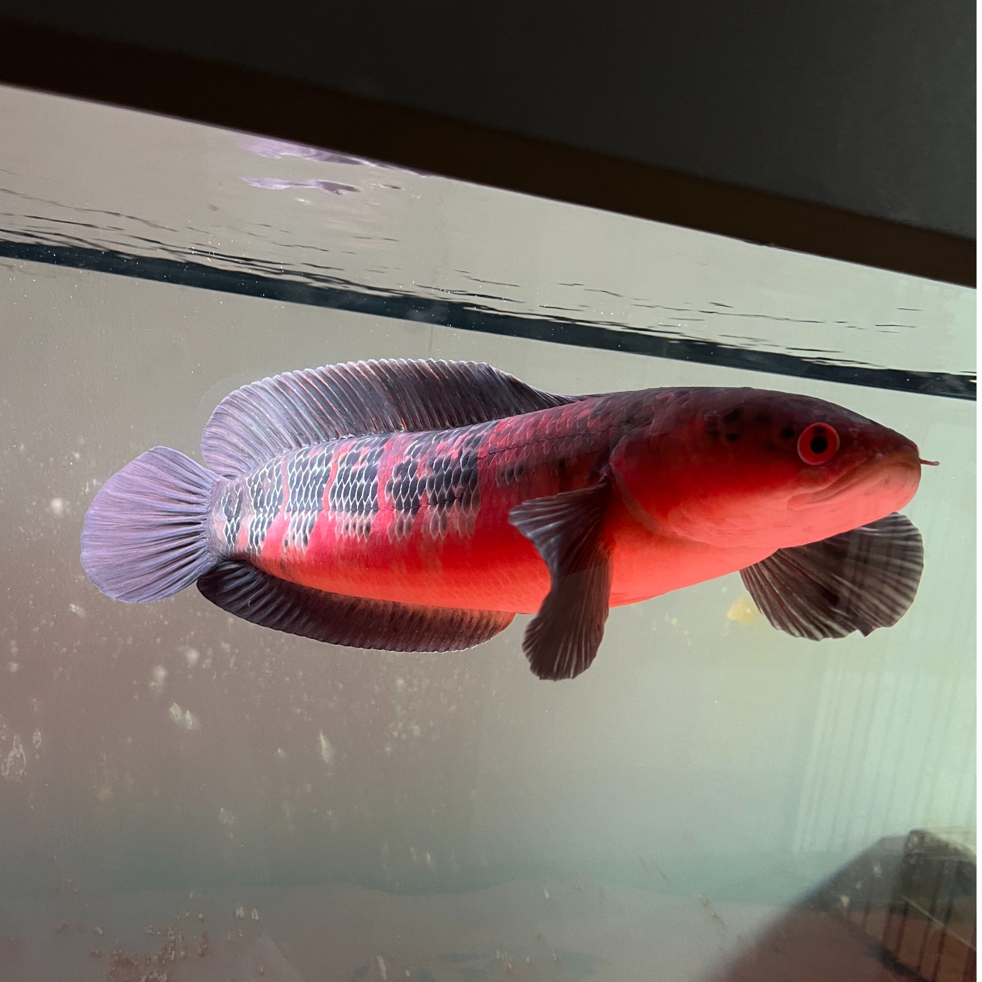 中加红帝王魔神中加魔神苗精品幻彩红宝石印尼鬼王幻红中型雷龙