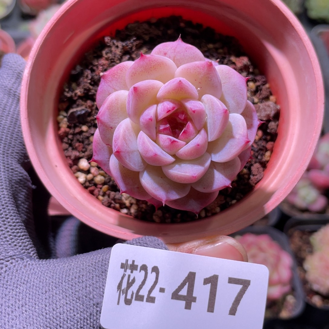 花利美22-417天鹅绒