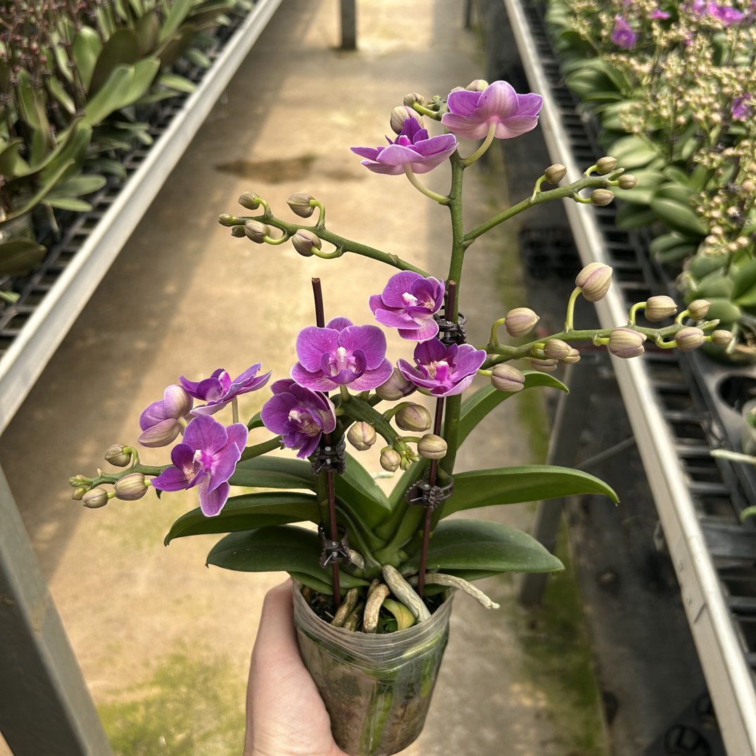 诗坊【欧洲小蓝】小叶兰花草爆花品种高级紫室内兰花带花带苞发货