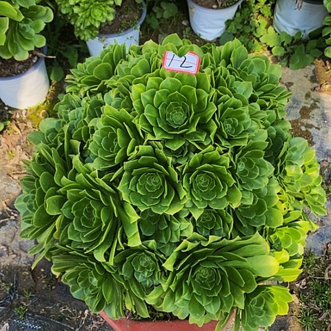 夜光杯老桩法师12链接