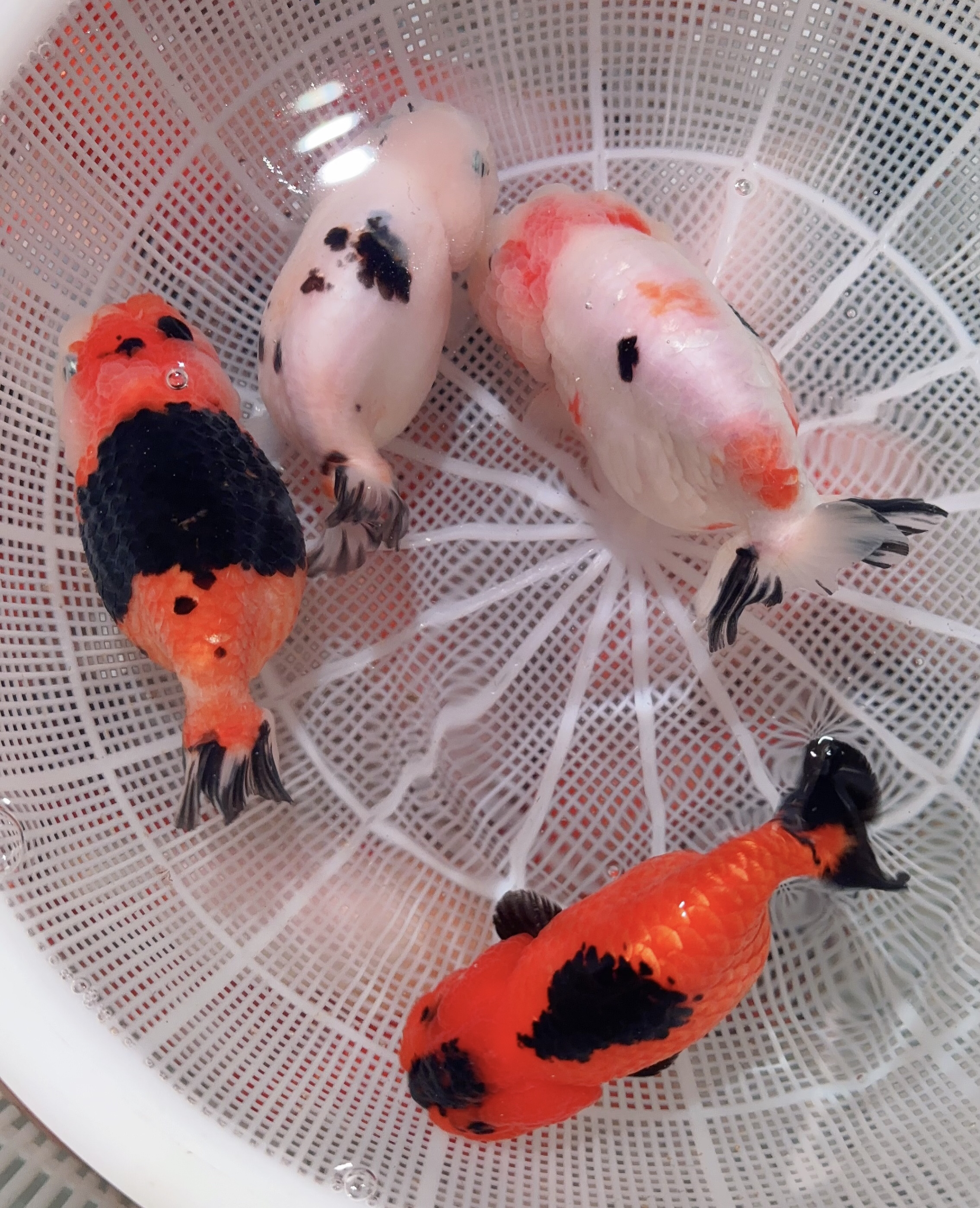 冷水鱼兰寿金鱼 （有马印灯介意勿拍，直播间专属链接）