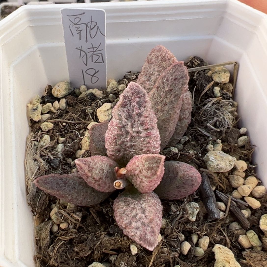 融化纹猪肝多肉植物水泡