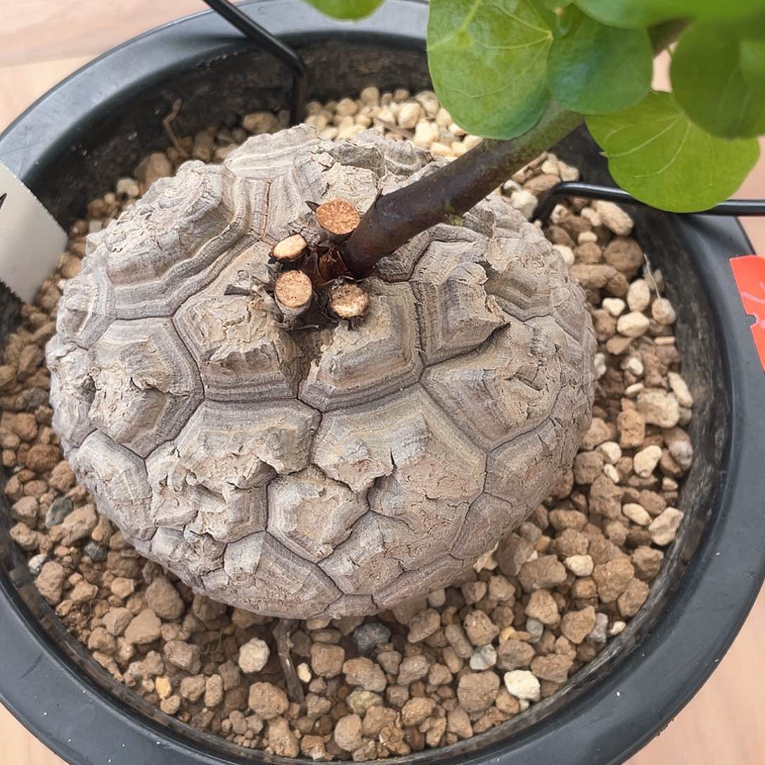 5号日系龟甲龙8.7公分带瑕疵