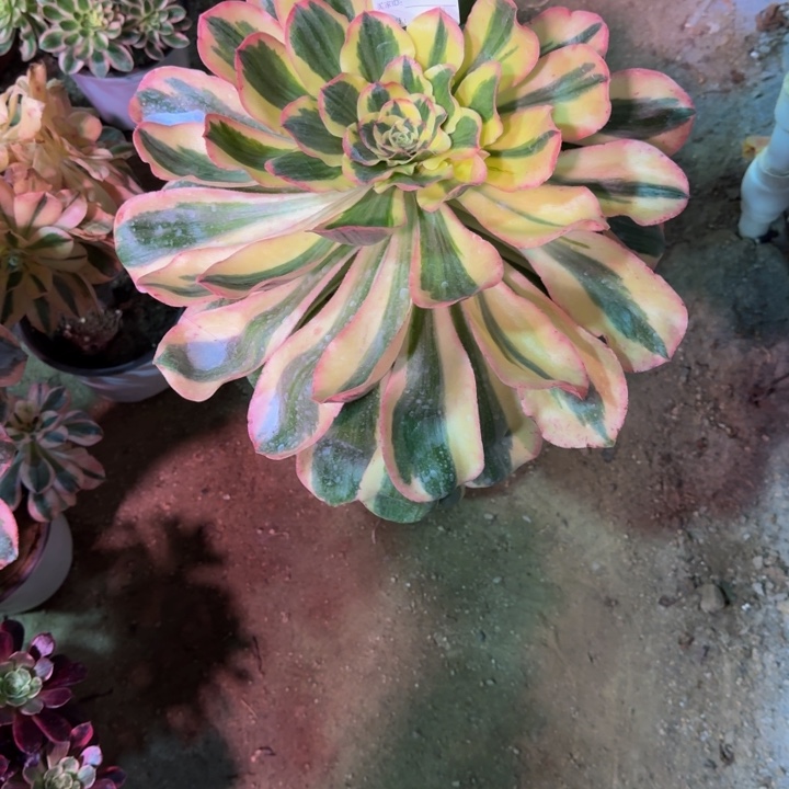 红陶二*燕姿锦971多肉