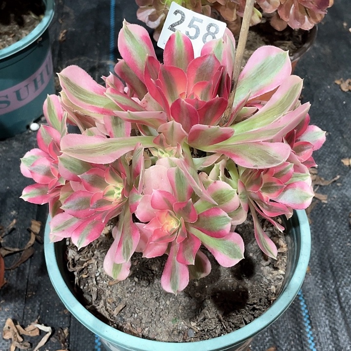 粉女巫258   冠幅20