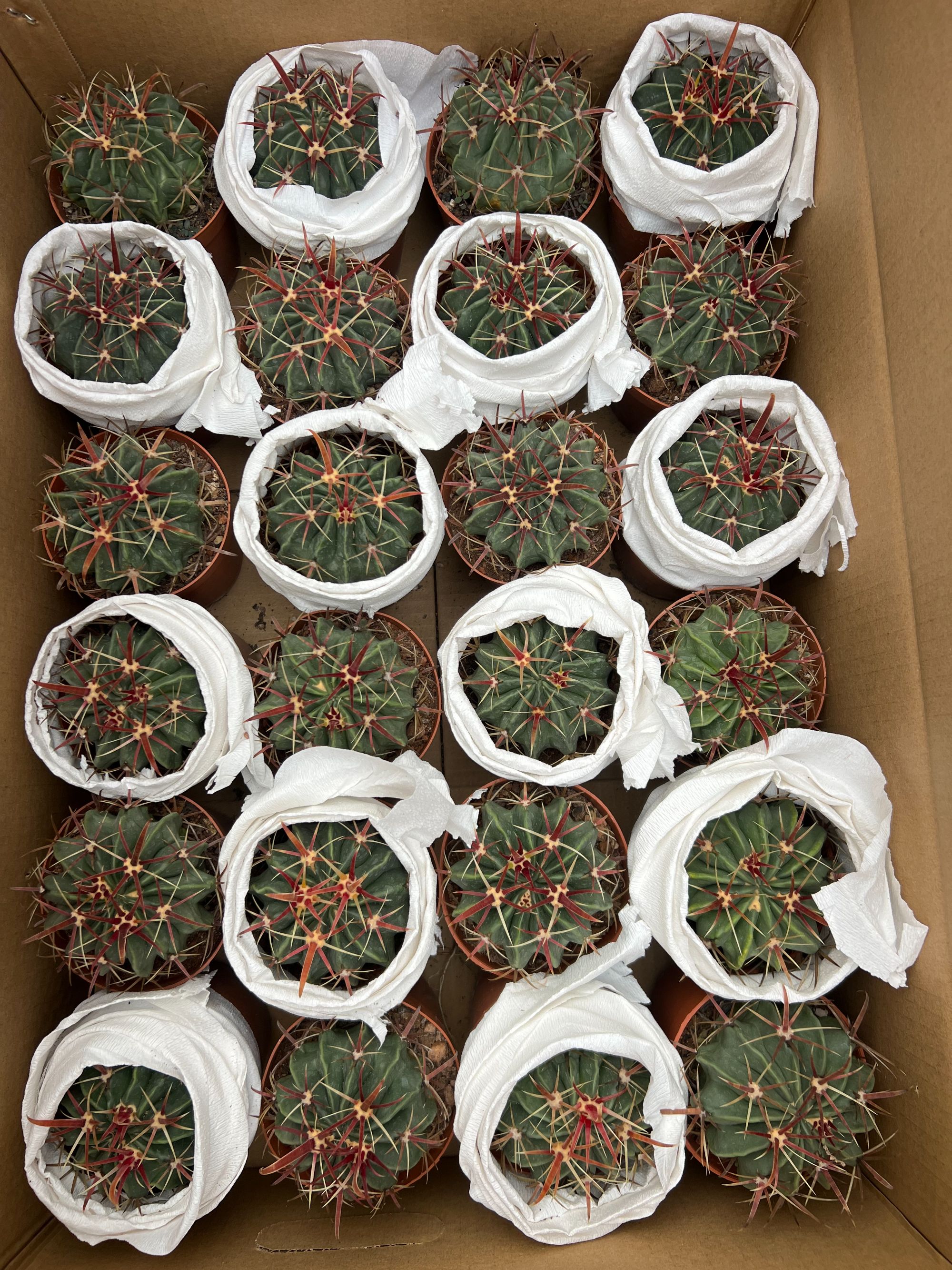 二妹园艺（日出 实生根）好花色仙人球满18包邮随机发