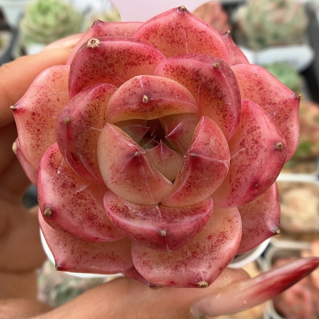 血斑熊猫珍妮可拍715号