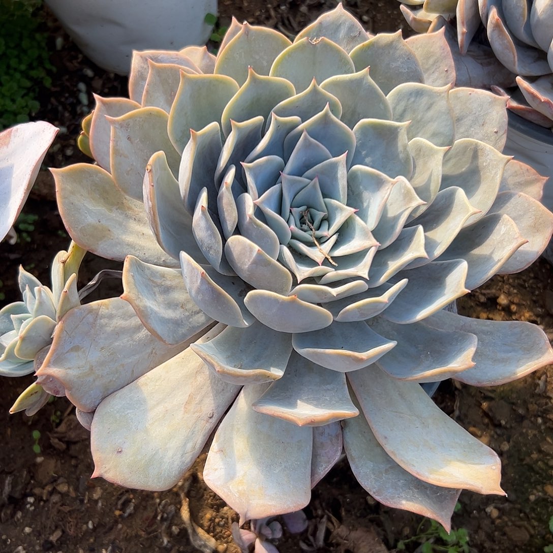 多肉植物露西娜单头