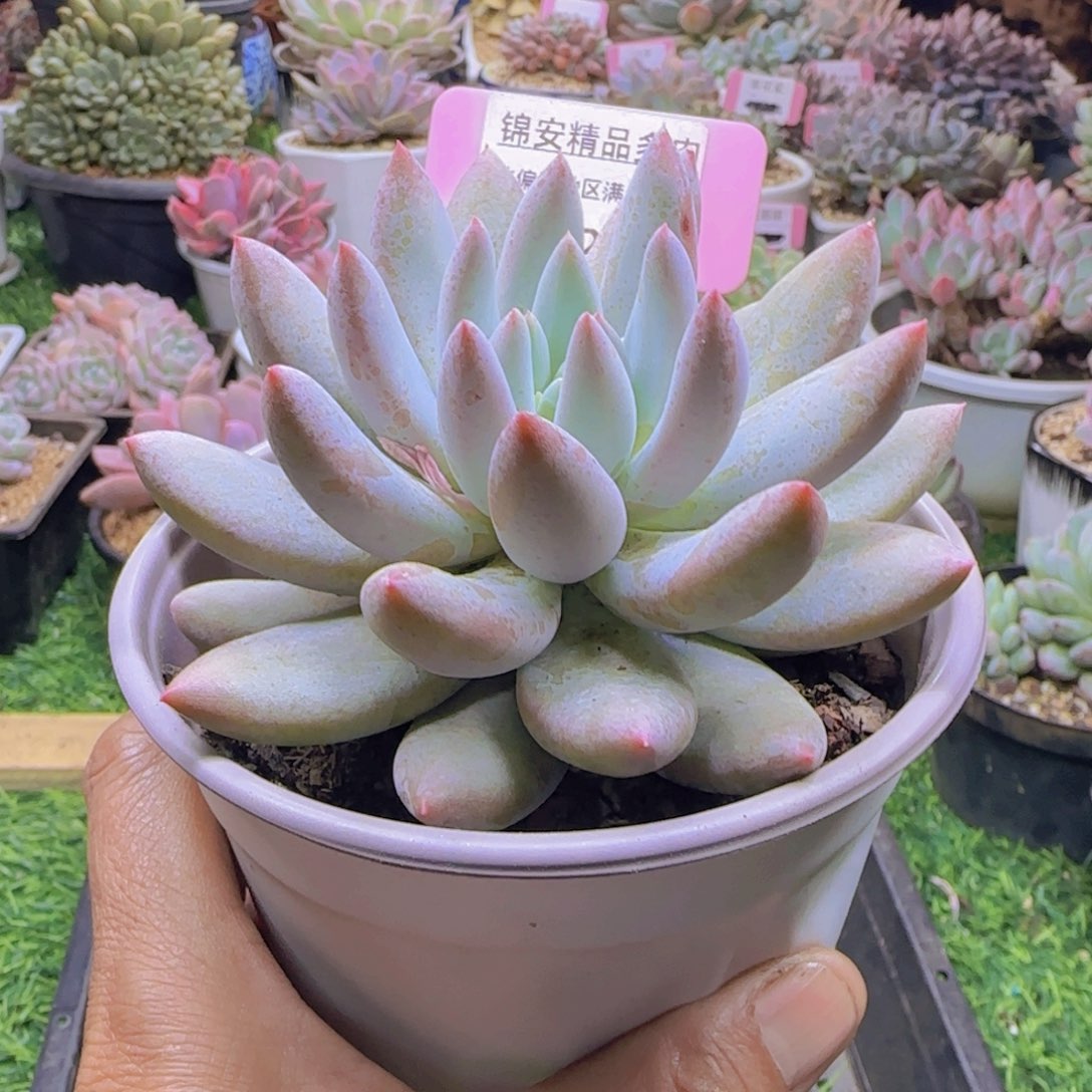 锦安精品多肉植物227