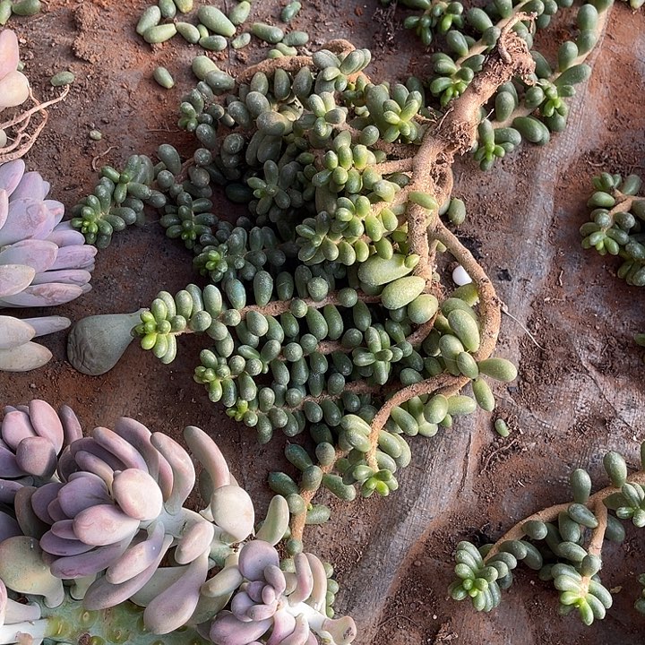 小****绿色龟卵整群老桩子