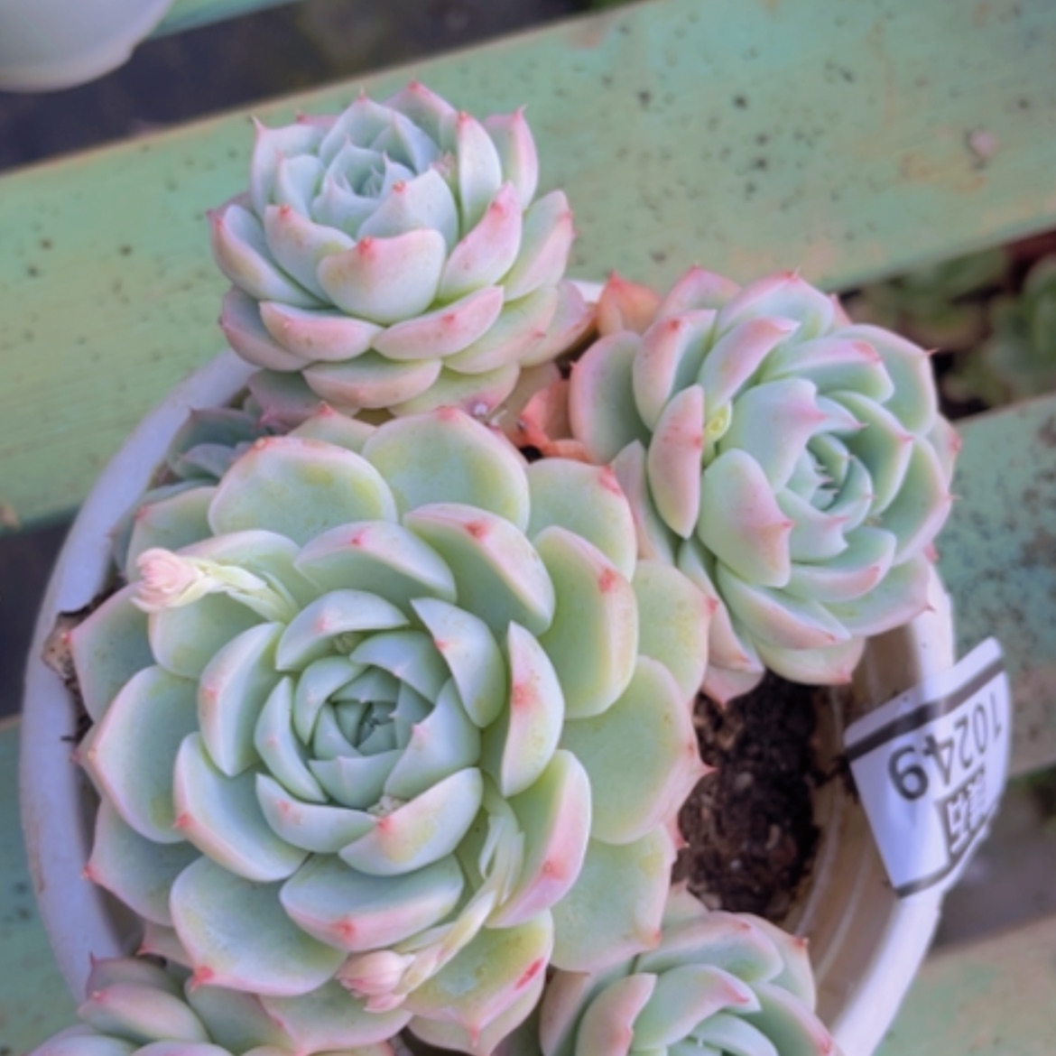 【闪购商品】粉水晶10249