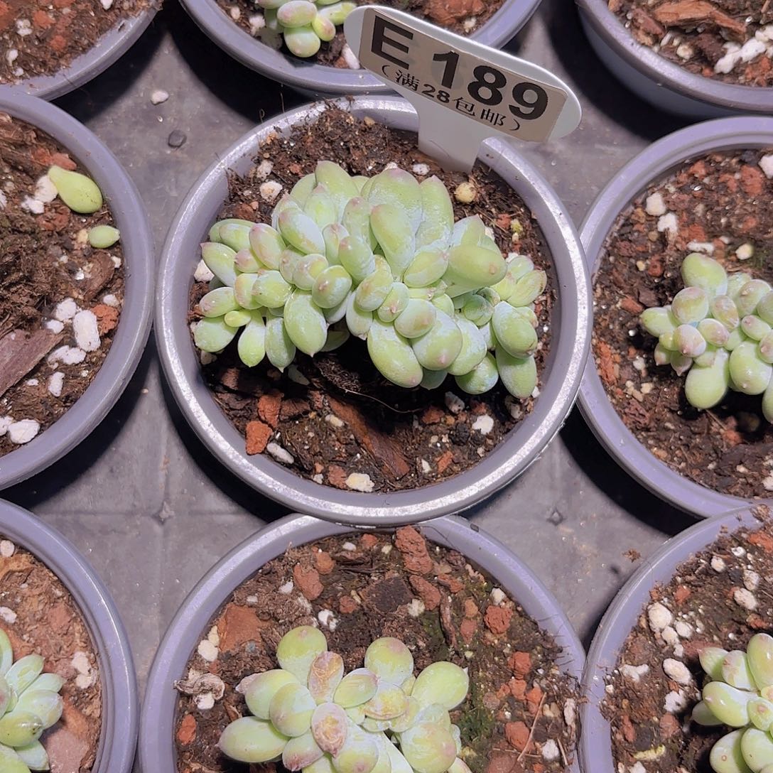 E189苹果奶一物一拍