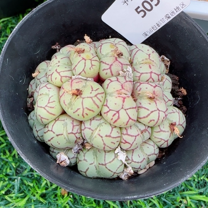 肉锥，5054带盆发