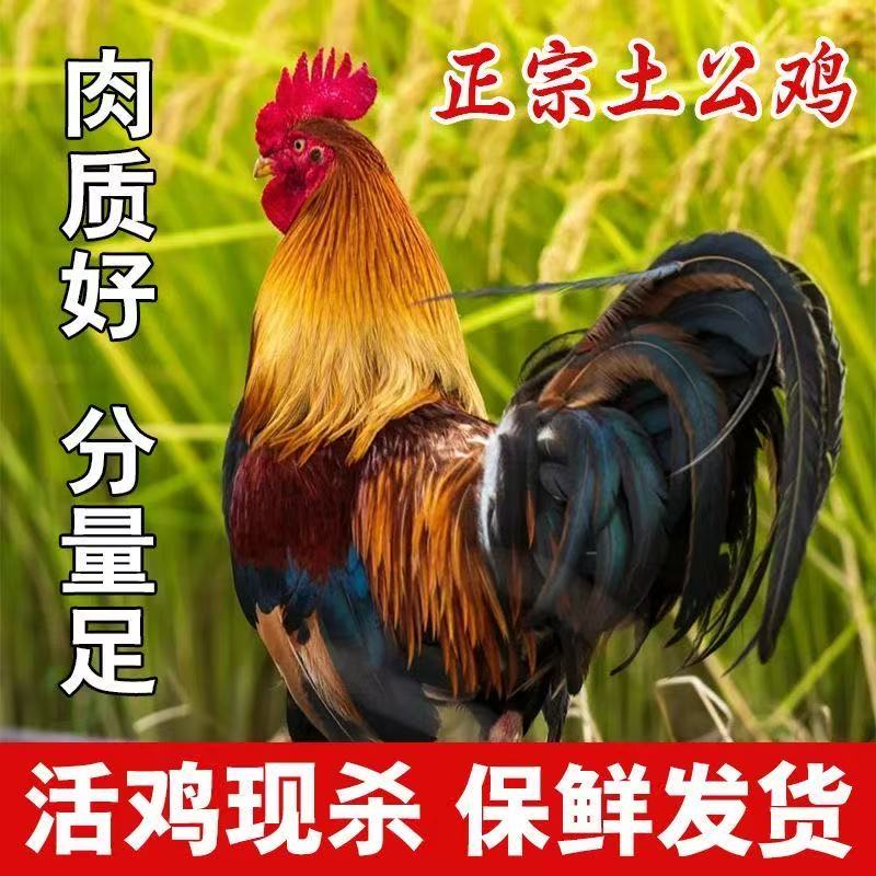 【破价福利】散养大公鸡土鸡溜达鸡2只净重7斤冷链包邮活鸡乡村正宗