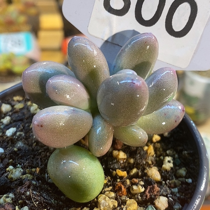 米可800号的啊啊啊一片小拉丝啊多肉啊