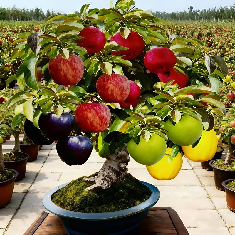 元花梦五福临门苹果树苗南方北方种植好养易活