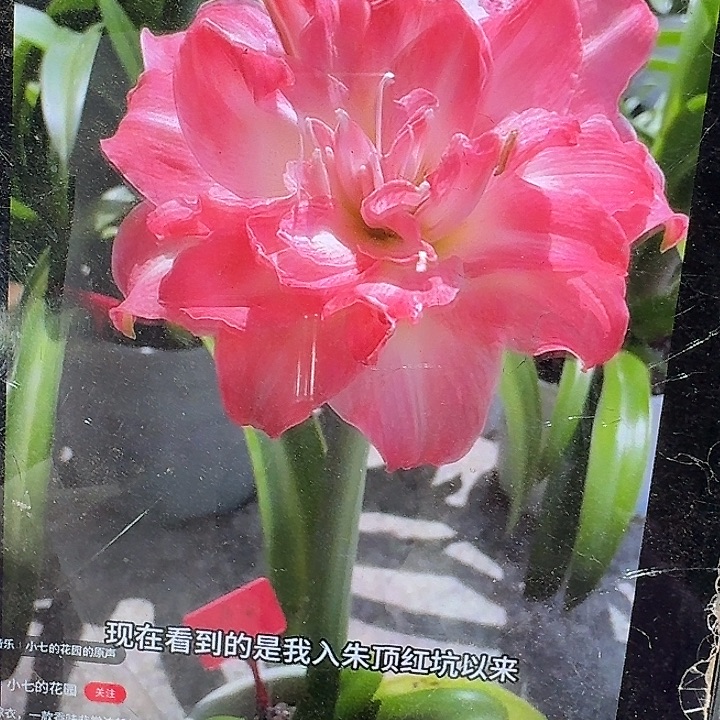 浪漫嫁衣6厘米开花球