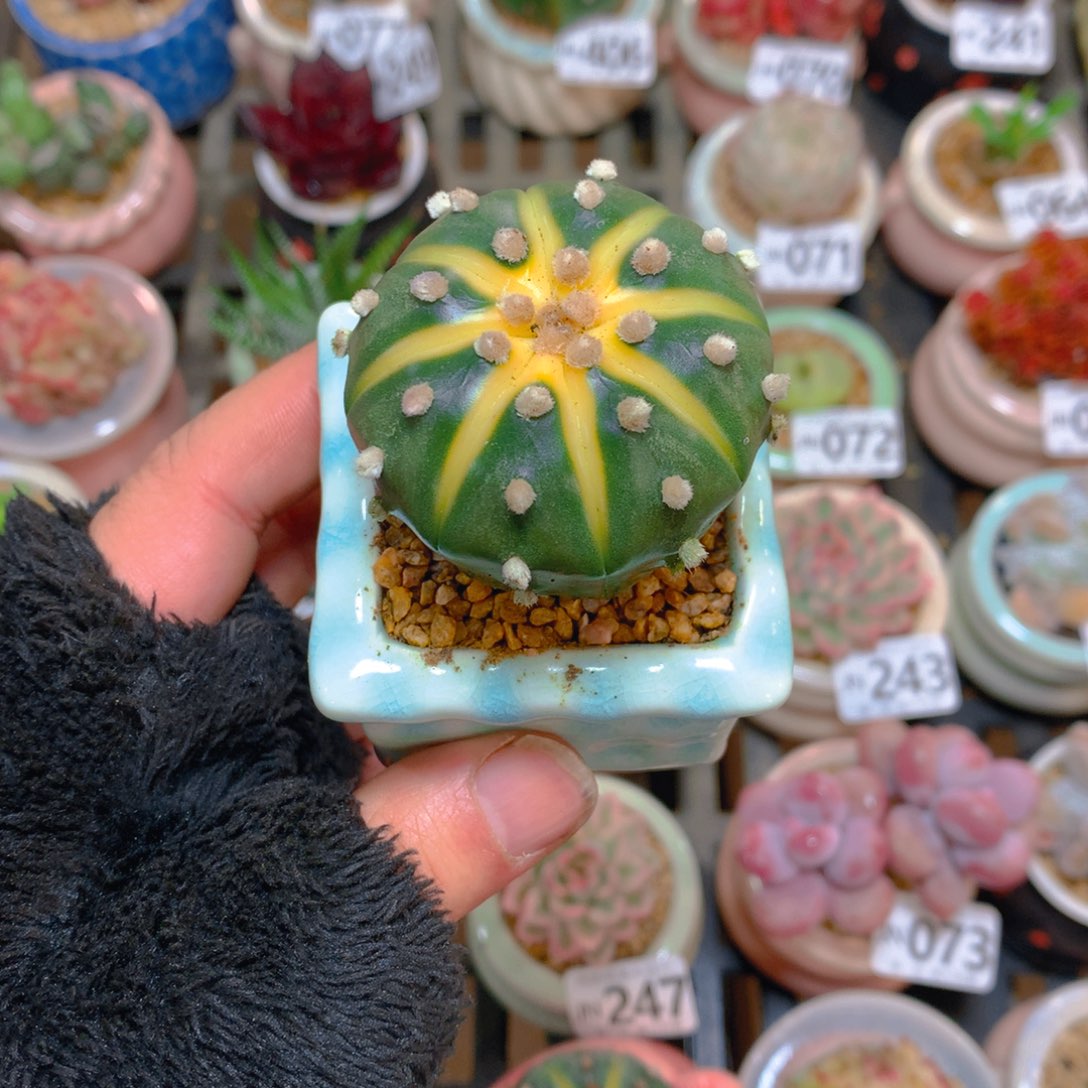 肉萌萌精控多肉 5cm盆量拍 星兜6cm方盆