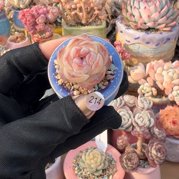 214 多肉含盆 30元包邮 除偏远