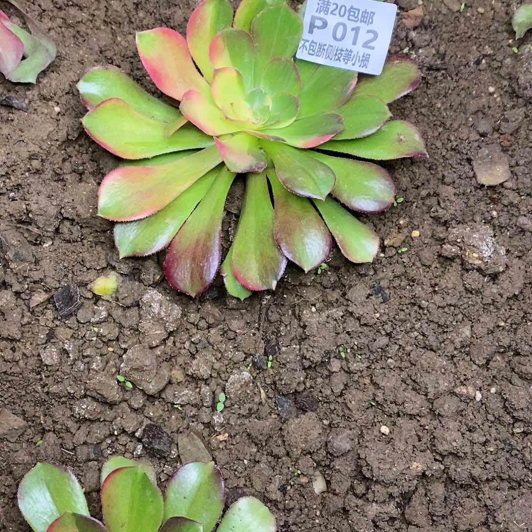 012韶羞七彩多肉法师锦