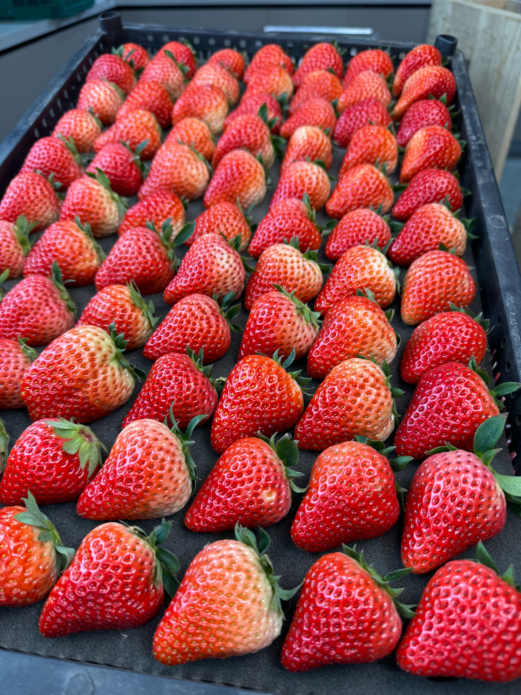 【精选鲜果】大果巧克力草莓500g