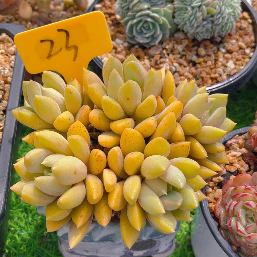 象牙888888888888888