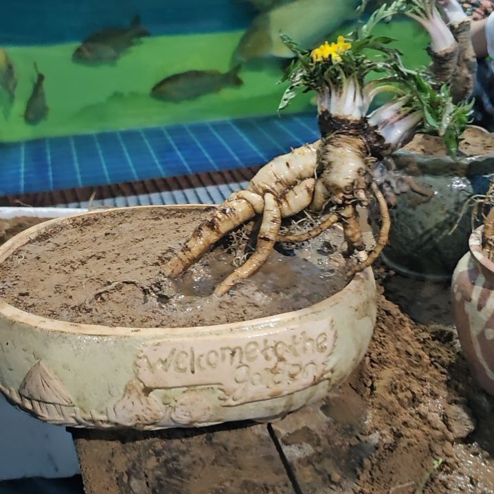 无花朵降龙馨园开