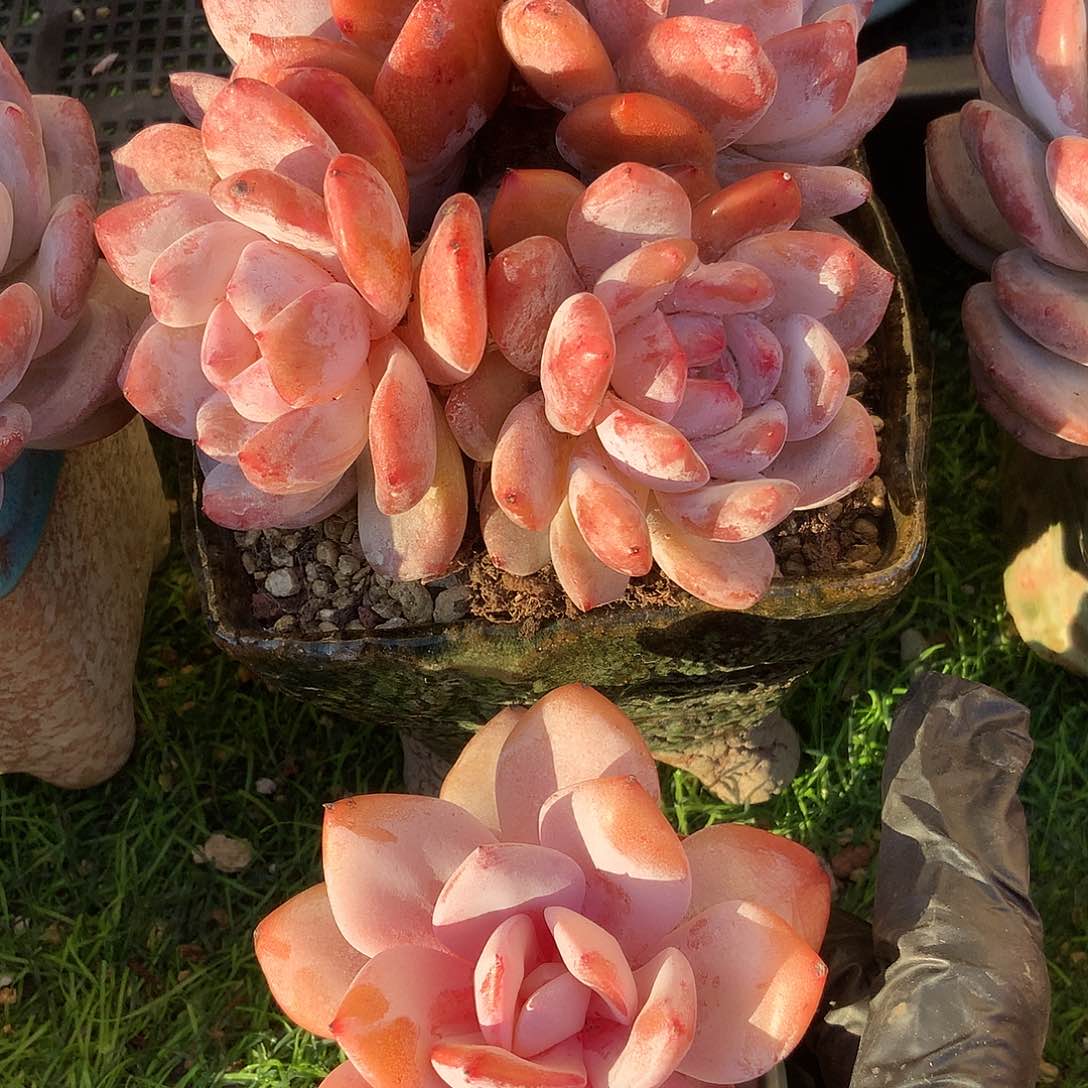 R***y韩版韩橙4头一颗