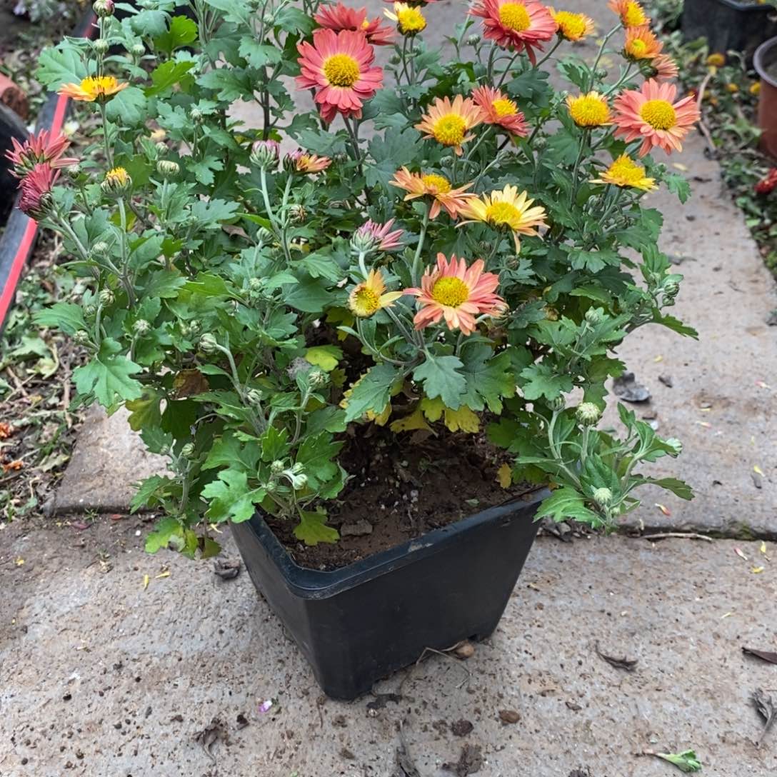 一****无花朵盆景盆景盆景60