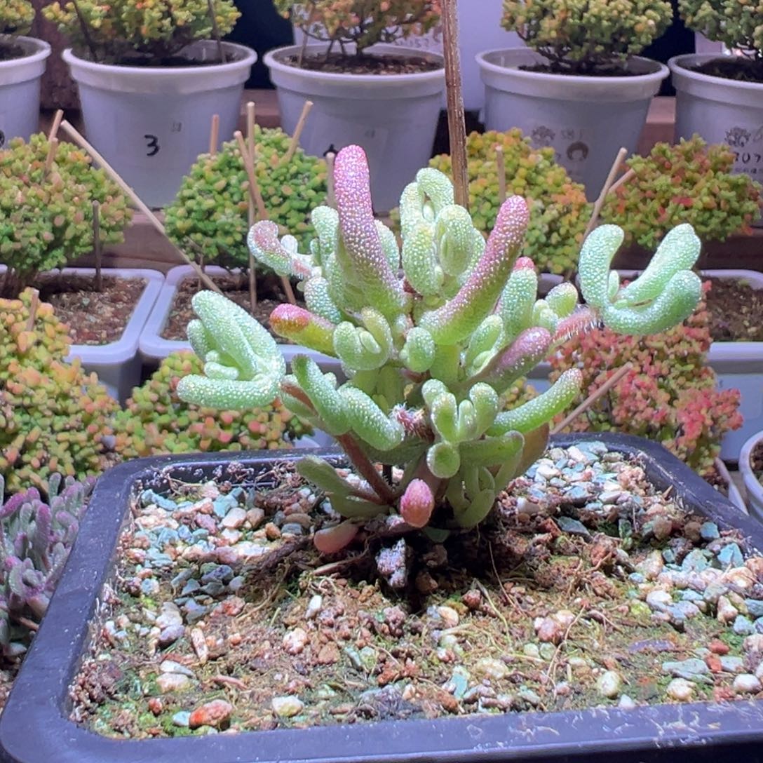 56超白一物一拍带盆土发货