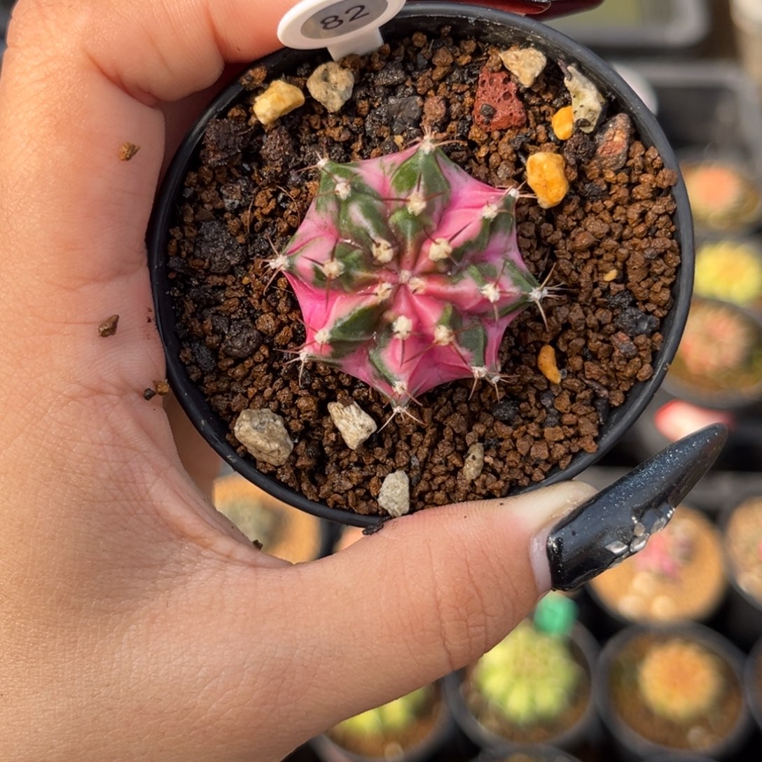 82 泰系米哈 带盆土发货