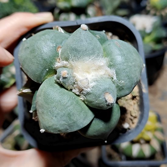 丸叶青瓷牡丹苗接332