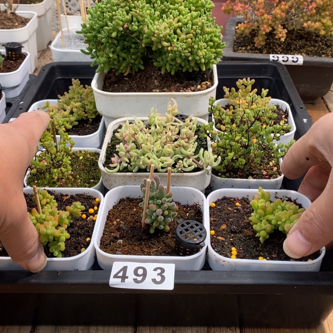 枝干番杏多肉植物493