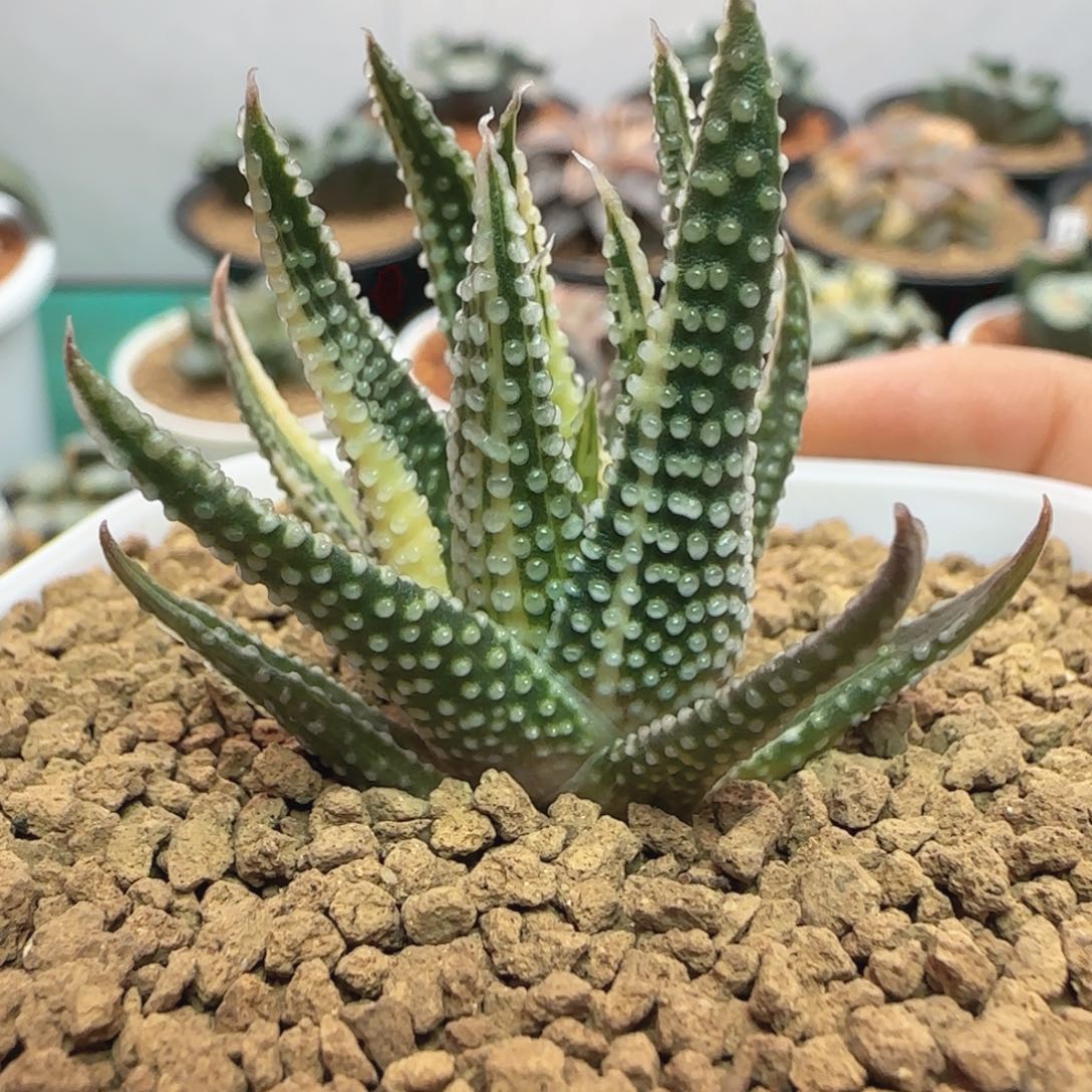 地上星锦 一物一拍