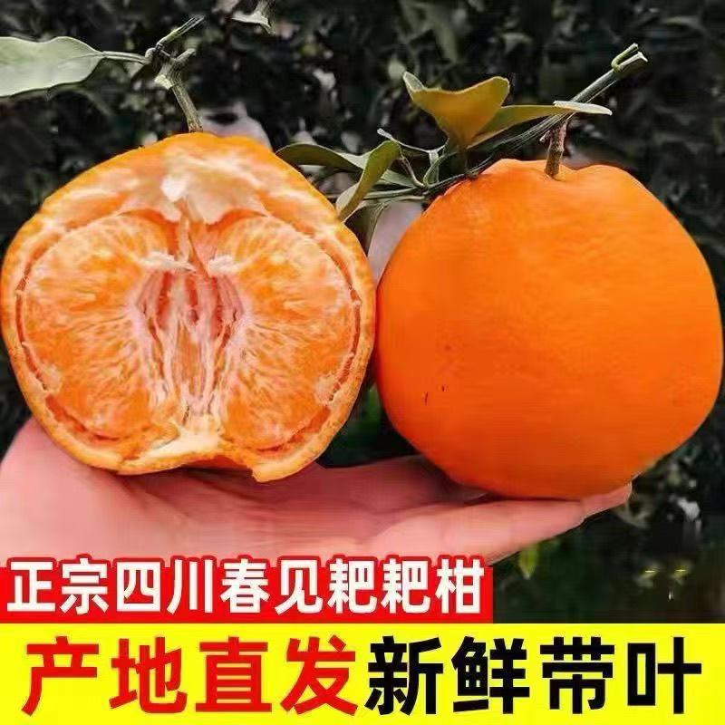 四川春见耙耙柑新鲜应季水果头茬采摘香甜多汁爽口自然熟易剥皮