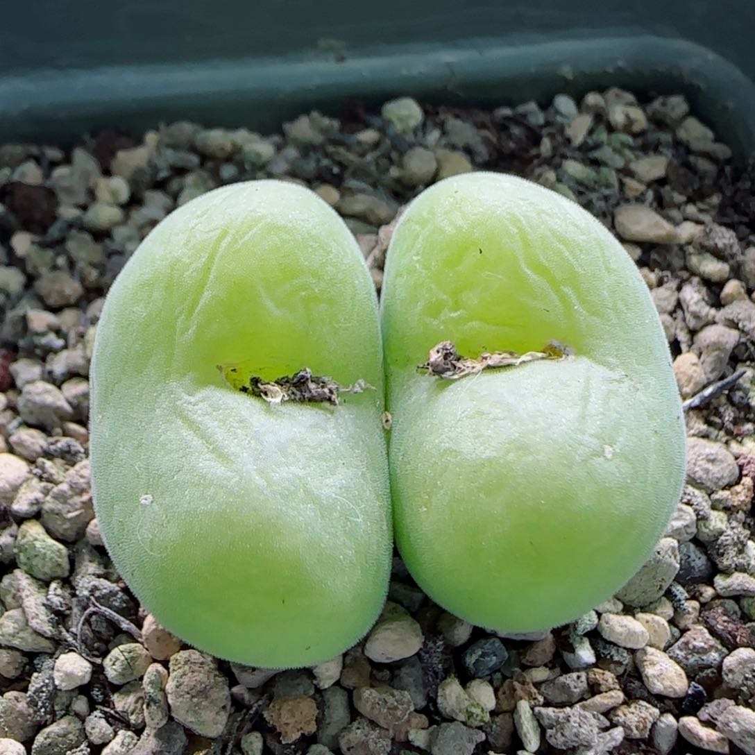 1-22-3-4当天满58包邮大型空卡佛2.6多肉脱土